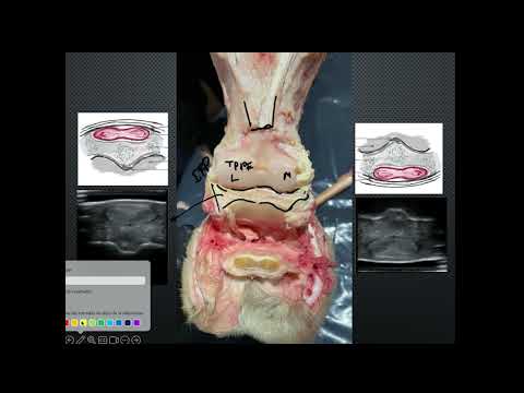 Tutorial cuartilla del caballo con disección