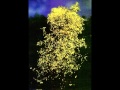 Hotaru Koi, Japanese traditional firefly song