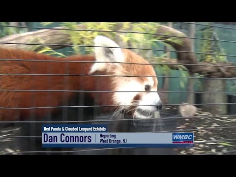 NJ West Orange Red Panda & Clouded Leopard Exhibits At the Turtle Back Zoo