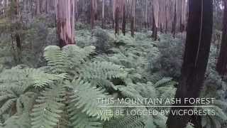 preview picture of video 'Toolangi Forests - Logging for (Nippon) Reflex Paper'