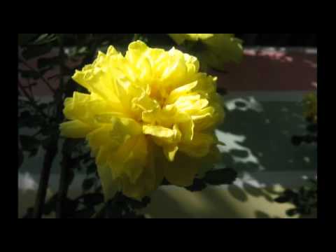 Лола. Отабек Мадрахимов