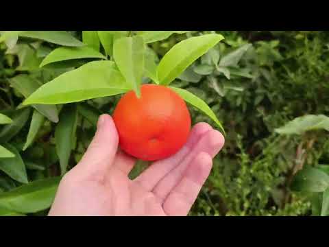 Tangor Murcott (Тангор Муркот)