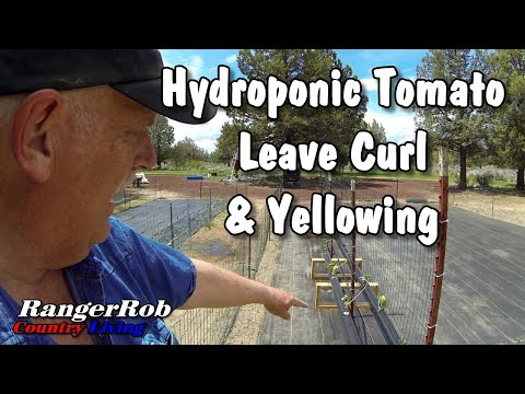 Dutch Bucket Tomato Leaves Curling Down, Hydroponic Raft Nutrient Issue, Yellow Leaves
