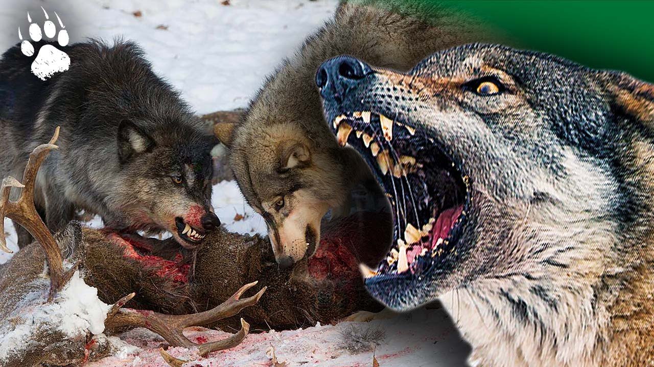 The Alps' Deadliest PREDATOR is Back?! 🏔️🐺 FULL Wildlife Documentary HD - Wolf - AMP