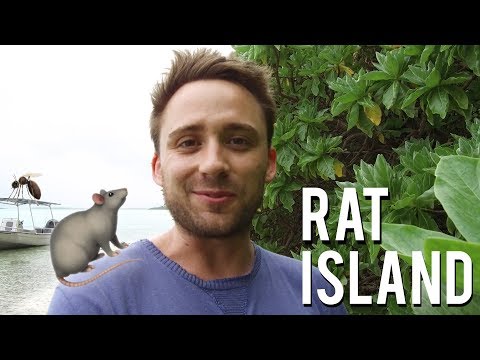 Battling rat and mosquito infestations in Tahiti | Chasing pests in paradise