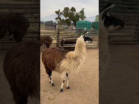 Lhama #cordilheiradosandes #Lhama