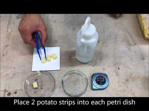 Investigating effects of osmosis on potato strips