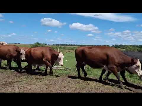 Vacas Preñadas en Concepcion, Corrientes