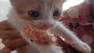 Baby Kittens Taste Meat For The First Time