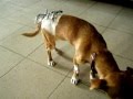 Сложный перелом костей таза у собаки 