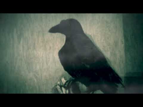 Ed Harcourt - Duet For Ghosts (Official Video)