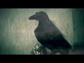 Ed Harcourt - Duet For Ghosts (Official Video)