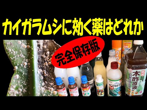 蘭のコナカイガラムシを駆除するにはどうすればよいですか?それらを永久に除去するための5つの自然な治療法  庭園
