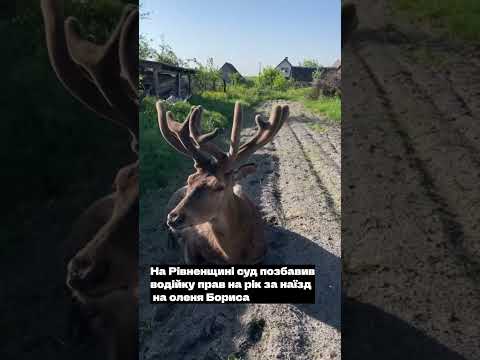 На Рівненщині суд позбавив водійку прав на рік за наїзд на оленя Бориса
