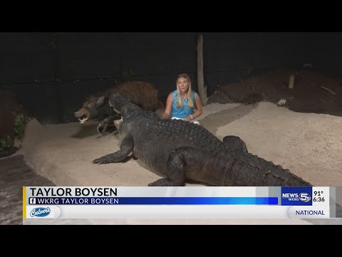 Escor Alligator