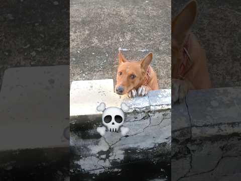 amazing dog 🐕 ❤️ ♥️ 😍 #dog