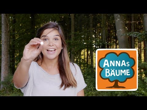 Eiche | Annas Bäume | Reportage für Kinder |