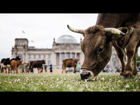 Protest against stable farming: Greenpeace lets cows graze in front of the Reichstag