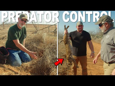 How to Set Your Predator Snares the Right Way!
