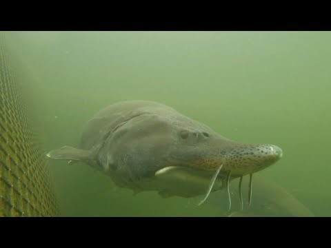Video | Mountain lake home to Bulgaria's 'king of caviars' | AFP