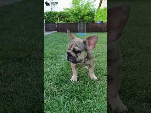 Video 2
