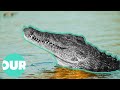 This Village Is Under Attack By Man Eating Crocodiles Our World