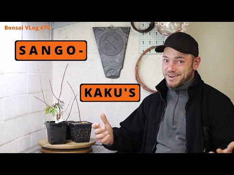 Japanischer Fächerahorn - Acer palmatum Sangokaku [Abmoosen] | Bonsai VLog #70