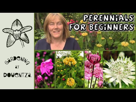 Perennials for Beginners || How to Grow Phlomis russeliana, Silene dioica, astrantia || Quick & Easy