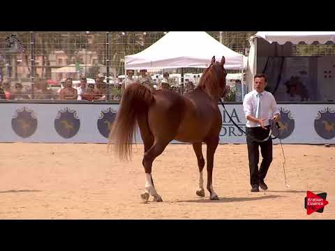 N.136 JAHAMAL DE CARTHEREY - Menton 2018 - 4-7 Years Old Stallions (Class 9)