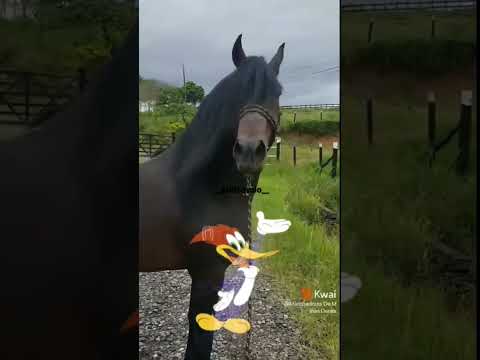 soltando o pancadão - mangalarga machador #cavalos #mangalargamarchador #viral  #mangalargamarchado