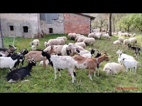 TRANSUMANZA ALLA FIERA DELLA PECORA ROASCHINA E FRABOSANA A ROASCHIA (CN) DOM. 16 - 10 - 2022.