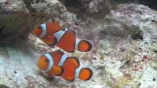 Clown fish dance (mating)