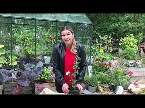 Vinterskydda känsliga växter i kruka - odla i kruka så här gör jag på vintern