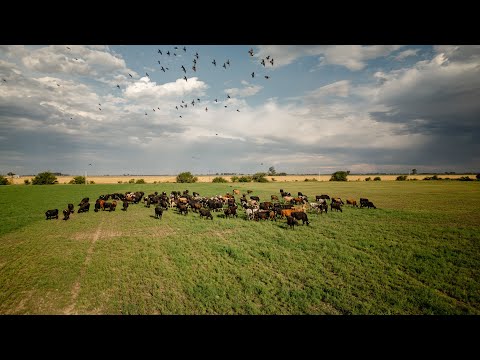 El sabor no se fabrica, se cultiva - Quesos de pasto