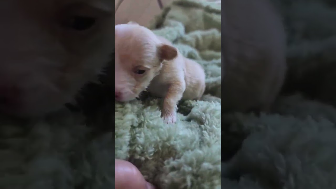 Sprout video