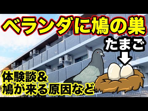 ハトを永久に遠ざけるにはどうすればいいですか？本当に役立つヒントとコツ  庭園