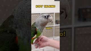 Cape Parrot Talking Up a Storm!