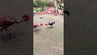 Download lagu pama ketemu bangkok klasik #shortvideo #ayam #tipspraktis #funny #tips #ayambangkok mp3 Download lagu pama ketemu bangkok klasik #shortvideo #ayam #tipspraktis #funny #tips #ayambangkok mp3