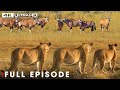 Greatest Fights In The Animal Kingdom The Fight For Survival Natureanimaldocumentary