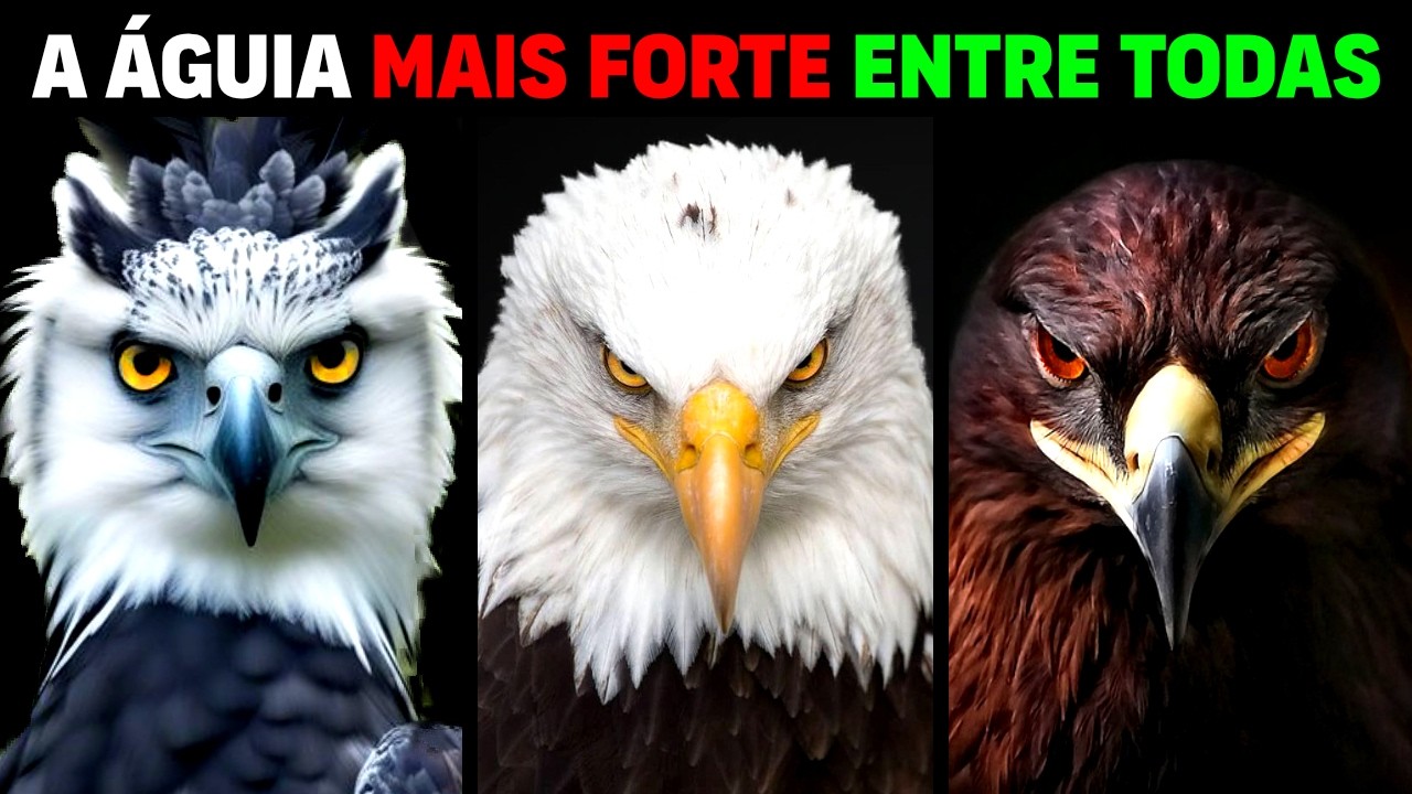 Eagle - SEE WHAT SHE IS CAPABLE OF DOING | Which is the strongest eagle?