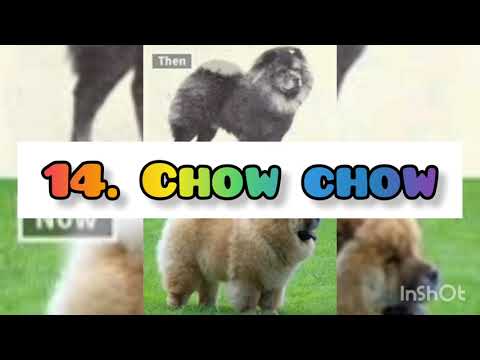 24 dogs breed then vs now