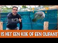 Waarom kan de zeekoe niet onder water ademen?! | DierenpraatTV
