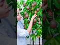 Tips For Growing Passion Fruit At Home
