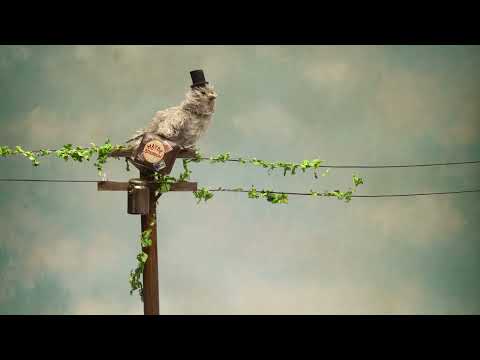 Neko Case - "Maybe Sparrow" (Full Album Stream)