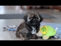 Shih Tzu dogs for sale: Juliet - Video 1