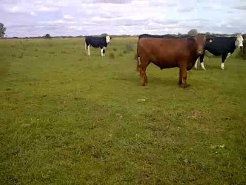 32 NOVILLOS DE 480KG