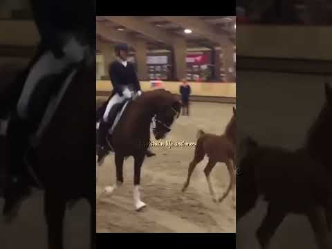 This foal is so cute💗 and her mom too!🫶😭