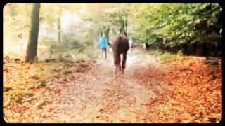 preview picture of video 'Opleiding paardencoach  HRM Academy'