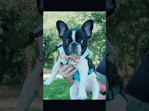 Potter, an adoptable French Bulldog in Citrus Heights, CA_image-1
