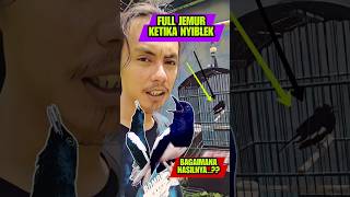 Download lagu INI DIA ADA LAGI KACER NYIBLEK PARAH, YUK KITA KUPAS TUNTAS #kacer #kacermania #shorts mp3